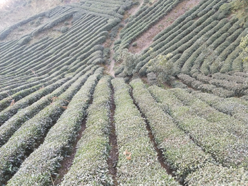 茶园茶叶风景