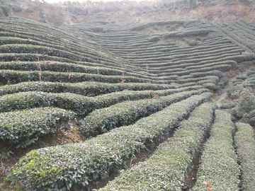 茶园茶叶风景