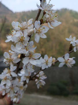 樱桃花