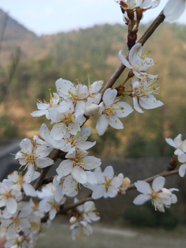 樱桃花