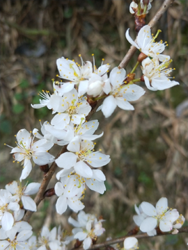 野生樱花