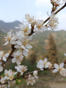 樱桃花