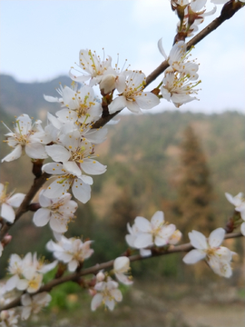 樱桃花