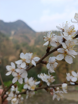 樱桃花