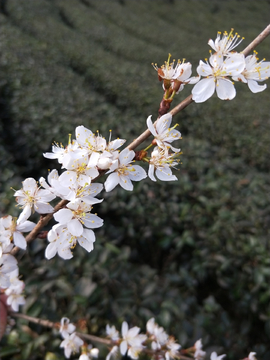 樱桃花