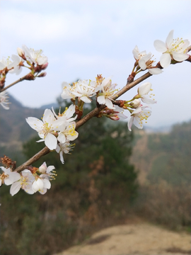 樱桃花