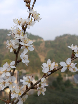 野生樱花