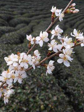 野生樱花