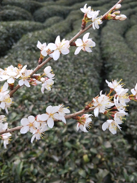 野生樱花