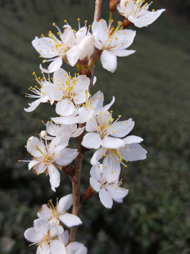 美丽樱桃花