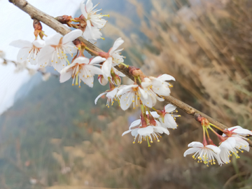 美丽樱桃花