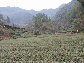 农村茶园风景