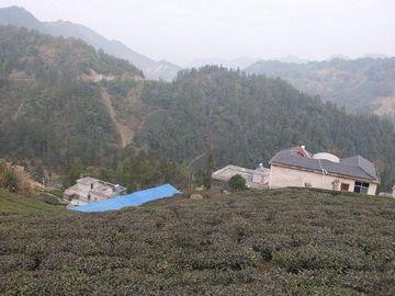 茶园风景