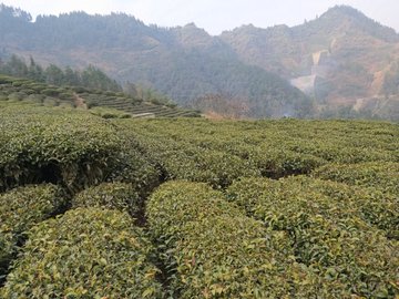 农村茶园风景