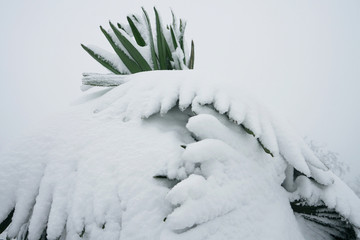 雪景