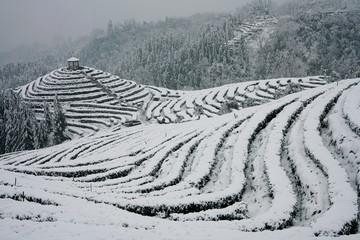 生态茶山