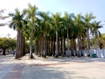 椰子树 椰树林 园林景观