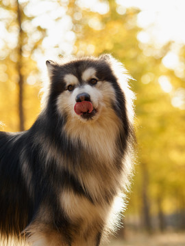 阿拉斯加雪橇犬