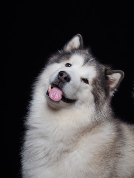 阿拉斯加雪橇犬