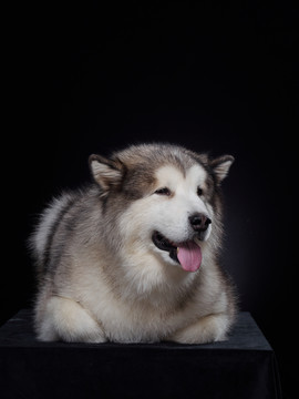 阿拉斯加雪橇犬