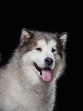 阿拉斯加雪橇犬