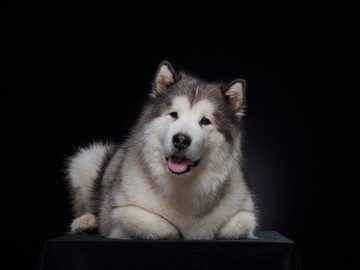 阿拉斯加雪橇犬