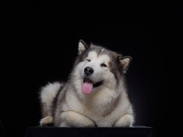 阿拉斯加雪橇犬