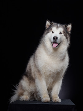 阿拉斯加雪橇犬