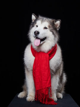 阿拉斯加雪橇犬