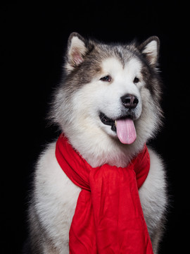 阿拉斯加雪橇犬