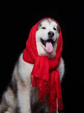 阿拉斯加雪橇犬