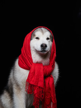 阿拉斯加雪橇犬