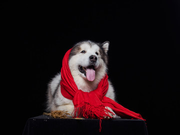 阿拉斯加雪橇犬