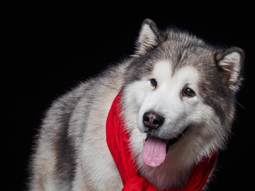 阿拉斯加雪橇犬