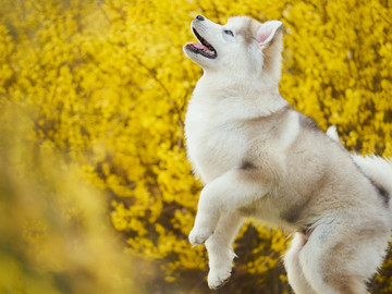 阿拉斯加雪橇犬幼犬