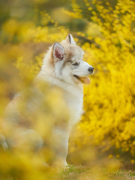 阿拉斯加雪橇犬幼犬