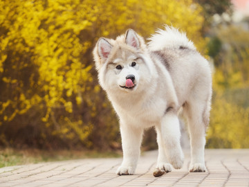 阿拉斯加雪橇犬幼犬