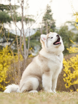 阿拉斯加雪橇犬幼犬