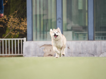 阿拉斯加雪橇犬幼犬