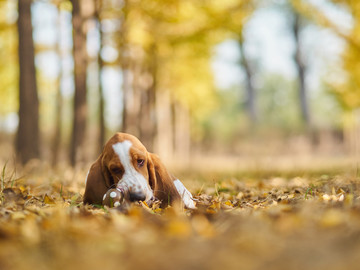 巴吉度猎犬