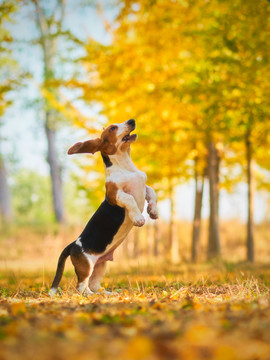 巴吉度猎犬