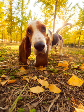 巴吉度猎犬