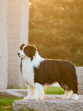 边境牧羊犬