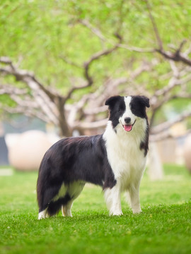 边境牧羊犬