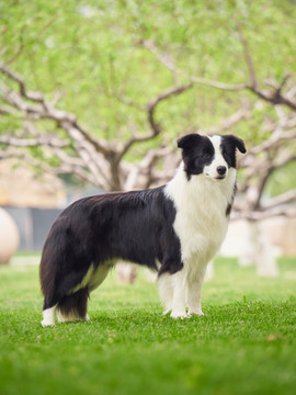 边境牧羊犬