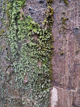 青苔墙