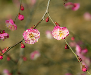 梅花