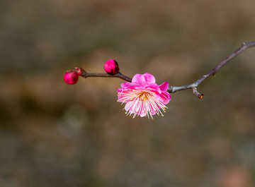 梅花