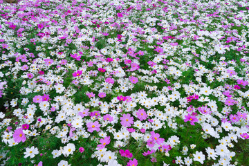 格桑花波斯菊花海