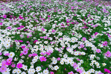 格桑花波斯菊花海